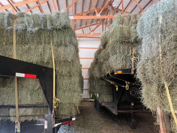 Premium Horse Quality Square Bales 1