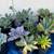 PLANT SALE 7 thumbnail