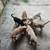 Beautiful pit puppies 1 thumbnail