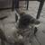 Rehoming Kittens 5 thumbnail