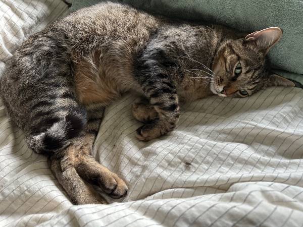 LOST CAT ($500 REWARD) near 24th Ave and E. Pine St. 98122 (Central District/cap hill)64141789433475122