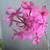 Epidendrum Radicans, Rare Purple Orchid 4 thumbnail