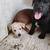 LAB Puppy needs new home 1 thumbnail