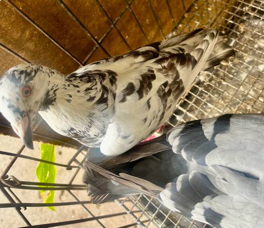 Pigeons (Los Angeles)63830037070337122