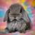 🤍Holland Lop Bunnies 🤍 16 thumbnail