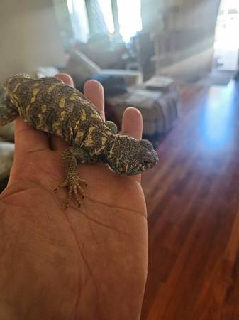 Uromastyx63848874176131121