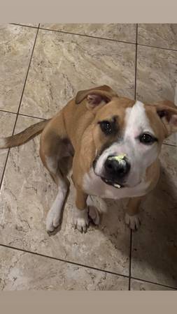 Rehoming Pit Mix (ASAP) (Leesburg)63687863810049121