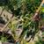 Mango Criollo Tree 🥭 13 thumbnail