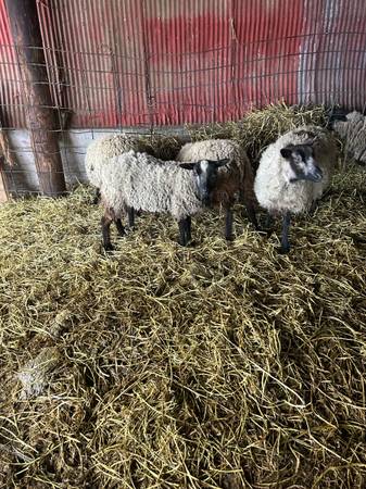 Shetland sheep 1