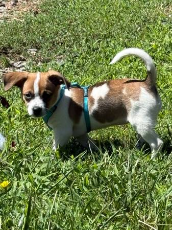 ***LOOKING FOR HER FOREVER HOME*** (santa rosa)63836591246849120