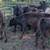 11 Black Beef Feeder Calves 3 thumbnail