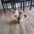 5 year old female cat. Tabby/Maine coon mix 4 thumbnail