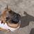 6 month, Female, Cane Corso/Mastiff mix 5 thumbnail