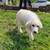 Livestock guardians 4 thumbnail