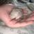 Dumbo Rats 2 thumbnail