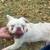 Fluffy Frenchy Mix 1 thumbnail