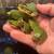 Turtle 2 thumbnail