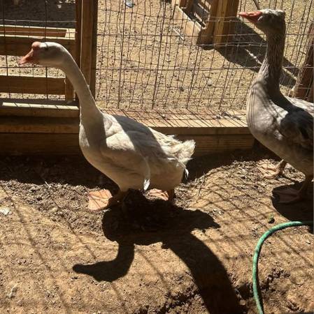 Geese 1