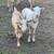 Sheep and dairy goats 7 thumbnail