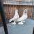Mated Pair of Turkish Tumblers Pigeons 1 thumbnail