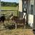 Milking Dairy Goat for Sale 4 thumbnail