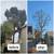 🔵 TEJEDA's Tree Specialist, Landscaping, more. Estimates. 🔵 7 thumbnail