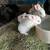 Bunnies 1 thumbnail