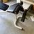 Adjustable incline bench 9 thumbnail