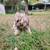 Female dog 1 thumbnail