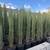 Italian Cyprees 15 gallons 6 feet tall 1 thumbnail