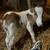 Mini horse stud colt 17 thumbnail