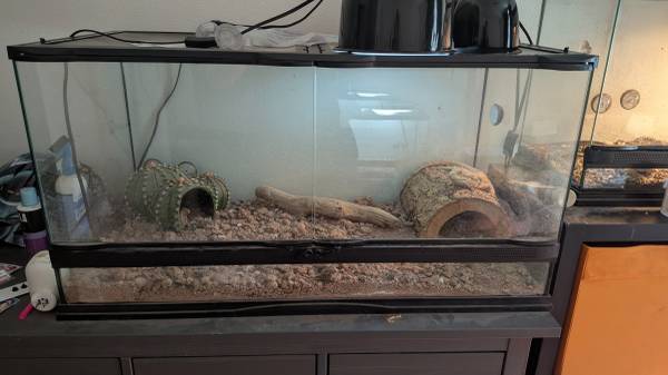 Rehoming reptiles63949211839491121