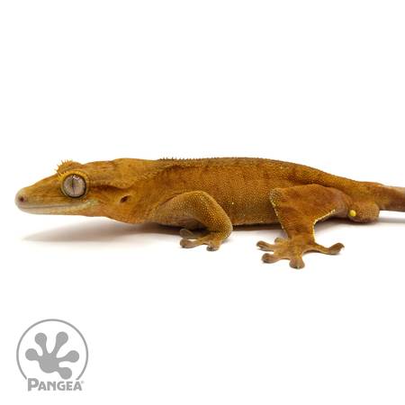 Male Red Phantom Crested Gecko From Pangea (Grayson)63739476505217120