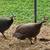 Tired of Ticks, Guinea fowl for sale      . Make offer 5 thumbnail