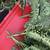 3 branches of artificial fern 3 thumbnail