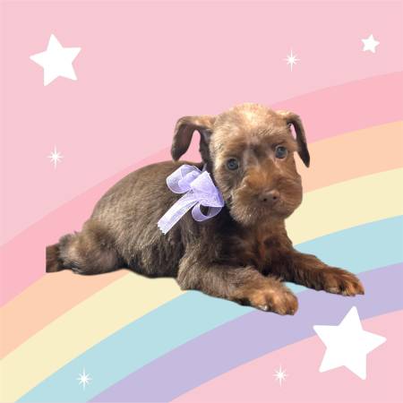 miniature schnauzer (temple)63839344058241121