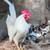 3 pure Serama roosters (7 months old) 1 thumbnail