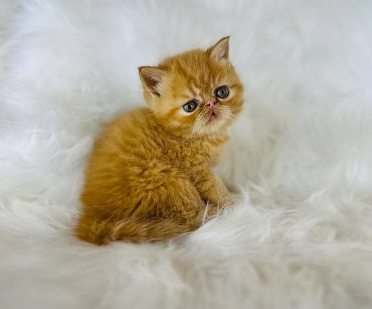 Exotic shorthair baby Persian kitten 1