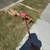 female dachshund 1 thumbnail