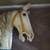 1900's carousel horse 10 thumbnail