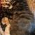 SavanaCoon (MaineCoon & Savannah cat, best of both worlds) 8wks, playful & sweet 10 thumbnail
