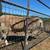 Proven Katahdin Ram +/- flock 2 thumbnail
