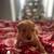 Purebred Golden Retreiver Puppies 6 thumbnail