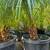 Pygmy date palm 2 thumbnail