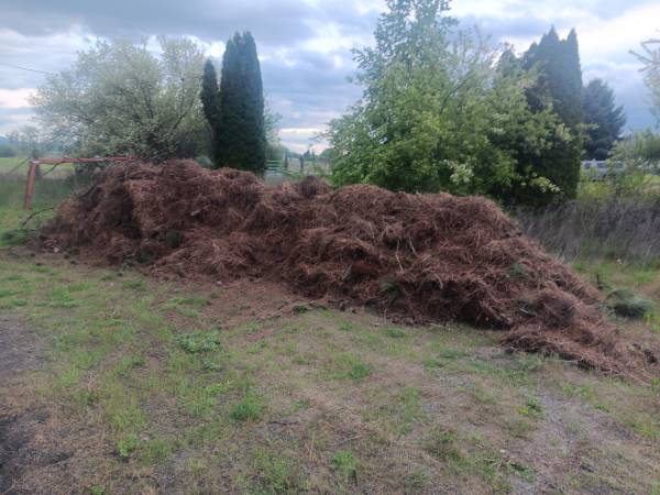 Fall Pine Needle and Tree Cleanup (Spokane and Surrounding Areas)63970071976706121