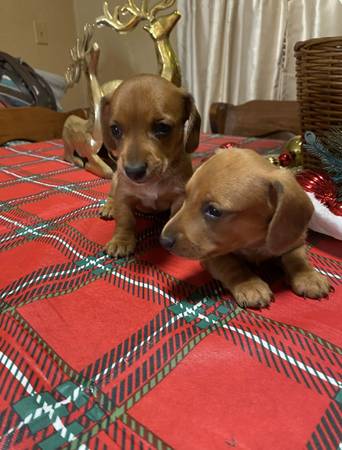 Mini dachshunds 1