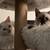 Siamese kitten 7 thumbnail