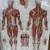Doctors Office Reflexology+The Muscular System Framed Charts Ea@ 5 thumbnail