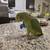 Amazon parrot double yellow head 6 thumbnail
