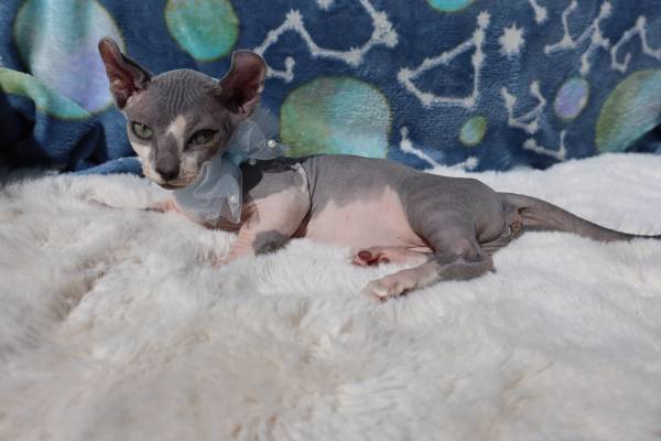 Sphynx Kittens (La Puente)63953815601539122